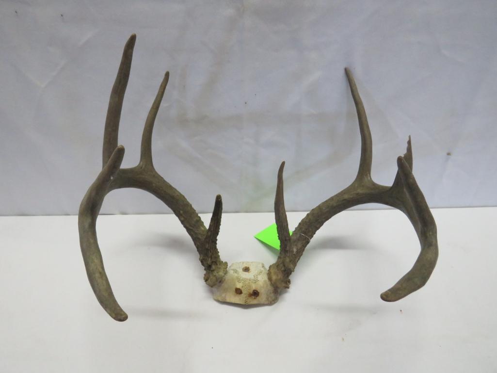 Deer Antlers