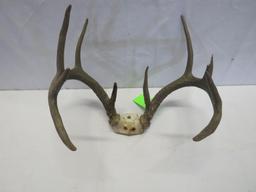 Deer Antlers