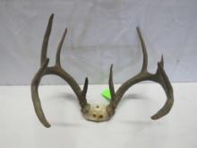 Deer Antlers