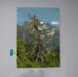 Picture on Plexiglass "Rocky Mountain Tree"