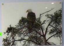 Picture on Plexiglass " Bald Eagle"