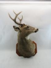 Eight Point Whitetail Deer Mount