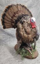 Tom Turkey Mount