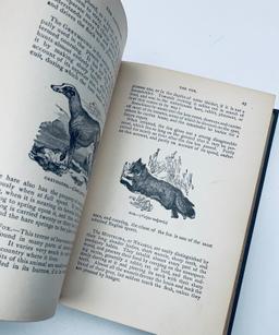 The New Illustrated Natural History by Rev. J. G. Wood (c.1930) Illustrated