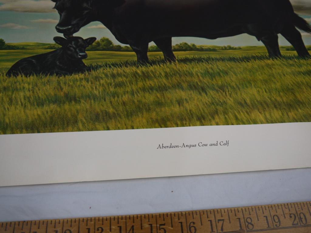 (3) prints: Aberdeen-Angus by F.C Murphy for 1961 American Angus Association