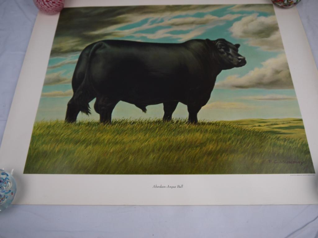 (3) prints: Aberdeen-Angus by F.C Murphy for 1961 American Angus Association