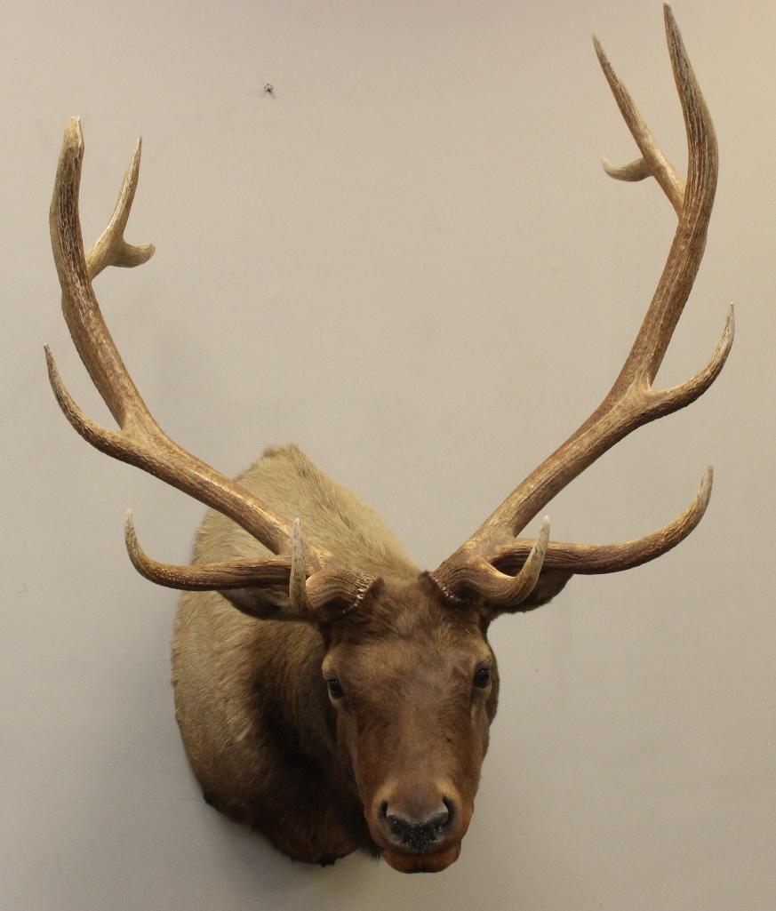 Bull Elk Shoulder Mount