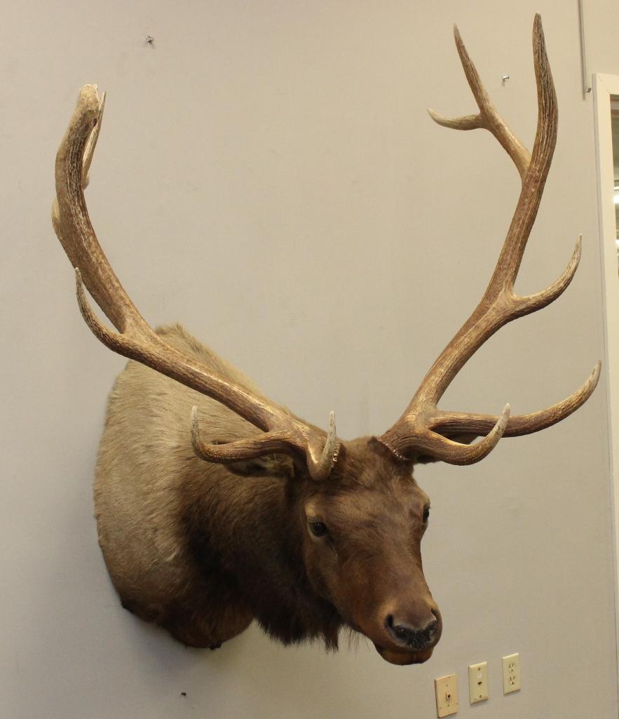 Bull Elk Shoulder Mount