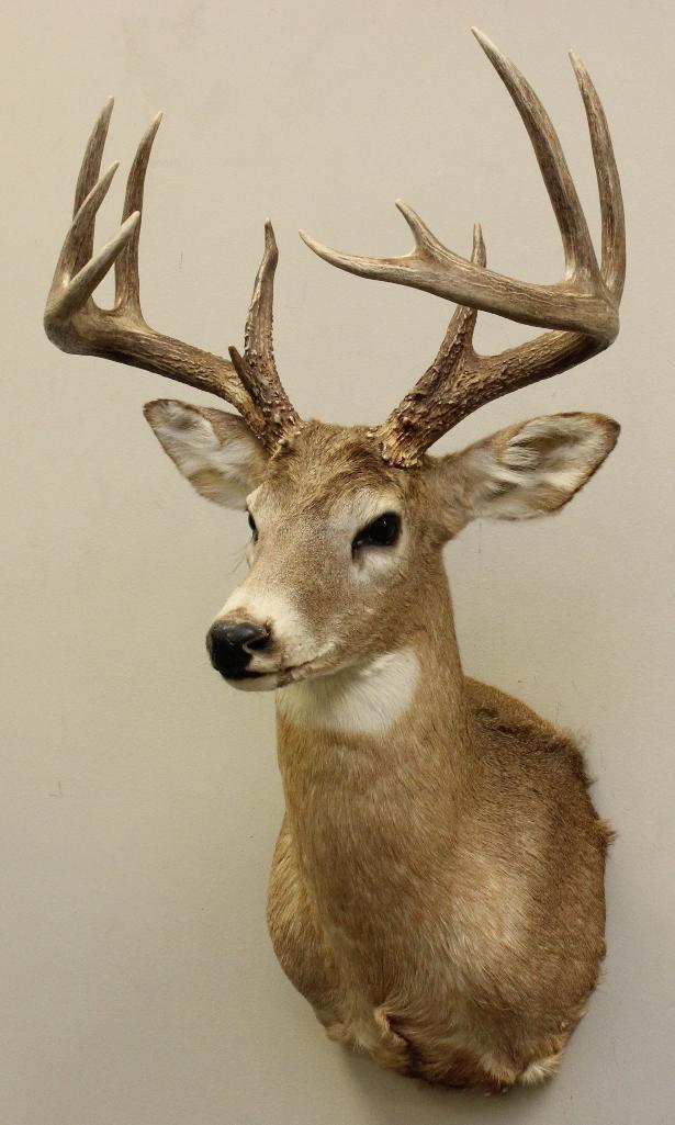 Whitetail Buck Shoulder Mount