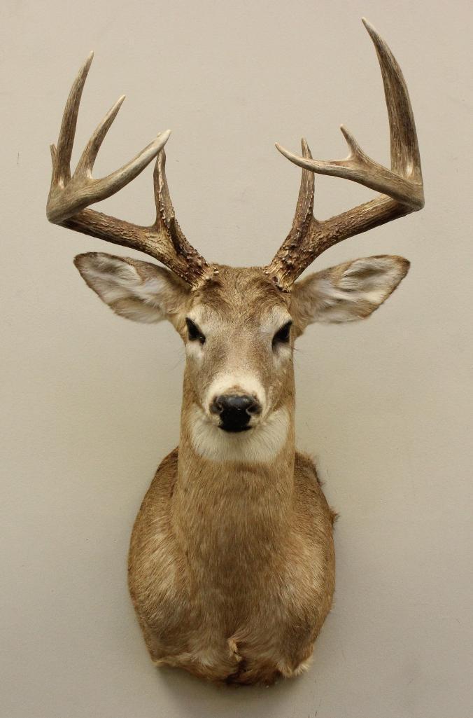 Whitetail Buck Shoulder Mount