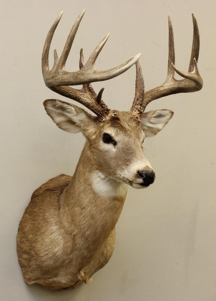 Whitetail Buck Shoulder Mount