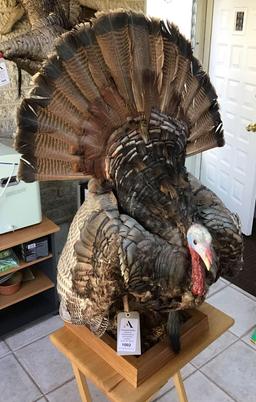 Tom Turkey Full Body Mount