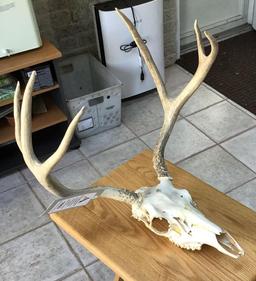 Whitetail Deer European Mount