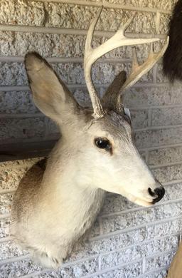 Whitetail Deer Shoulder Mount