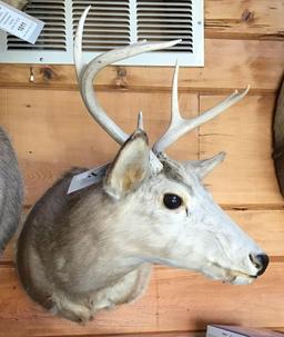 Whitetail Deer Shoulder Mount