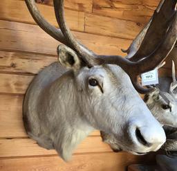 Caribou Shoulder Mount