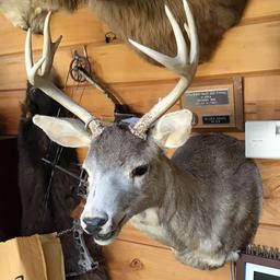 Blacktail Deer Shoulder Mount