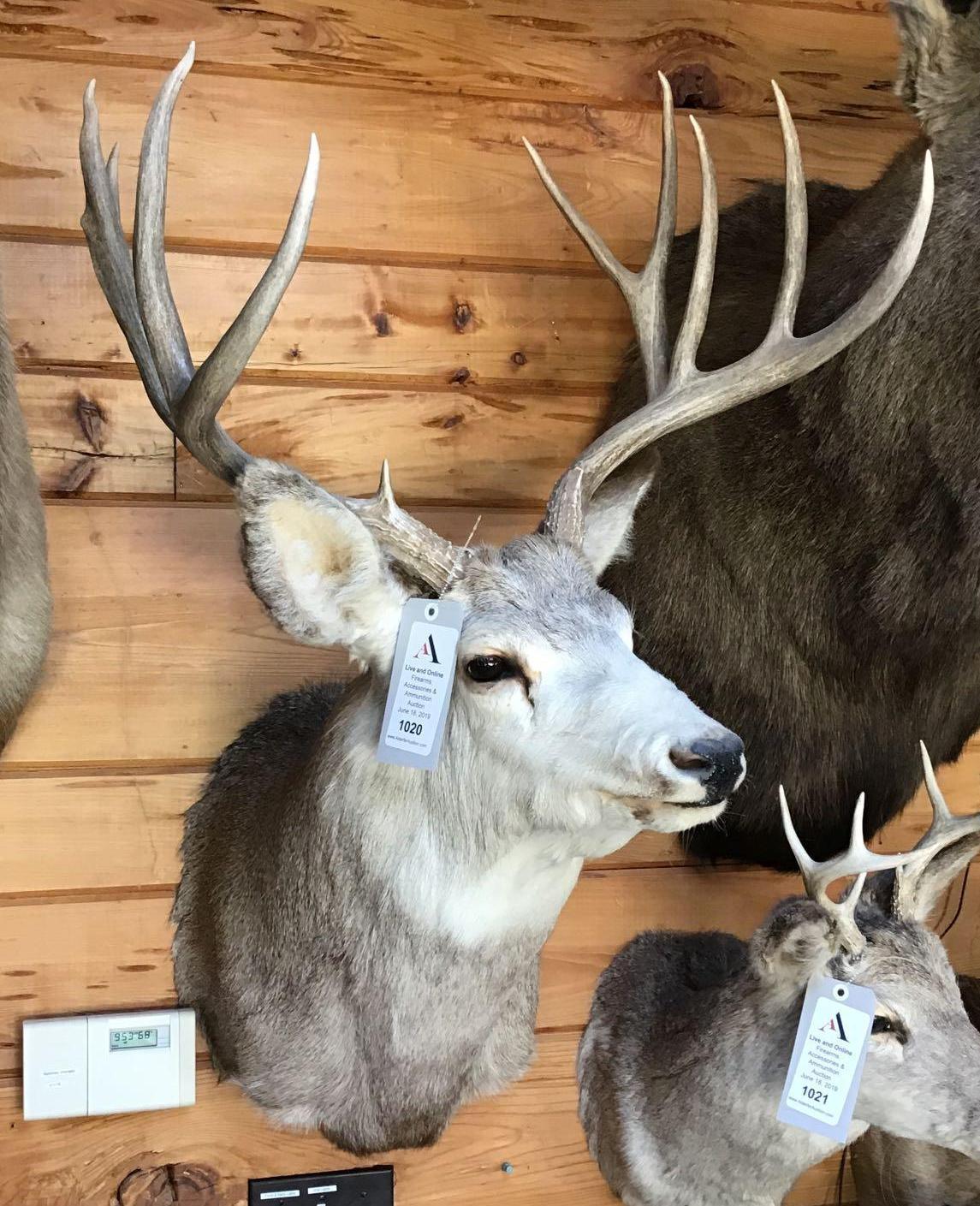 Mule Deer Shoulder Mount