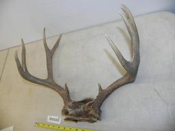 Deer antlers