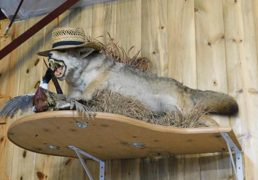 Coyote and pheasant taxidermy