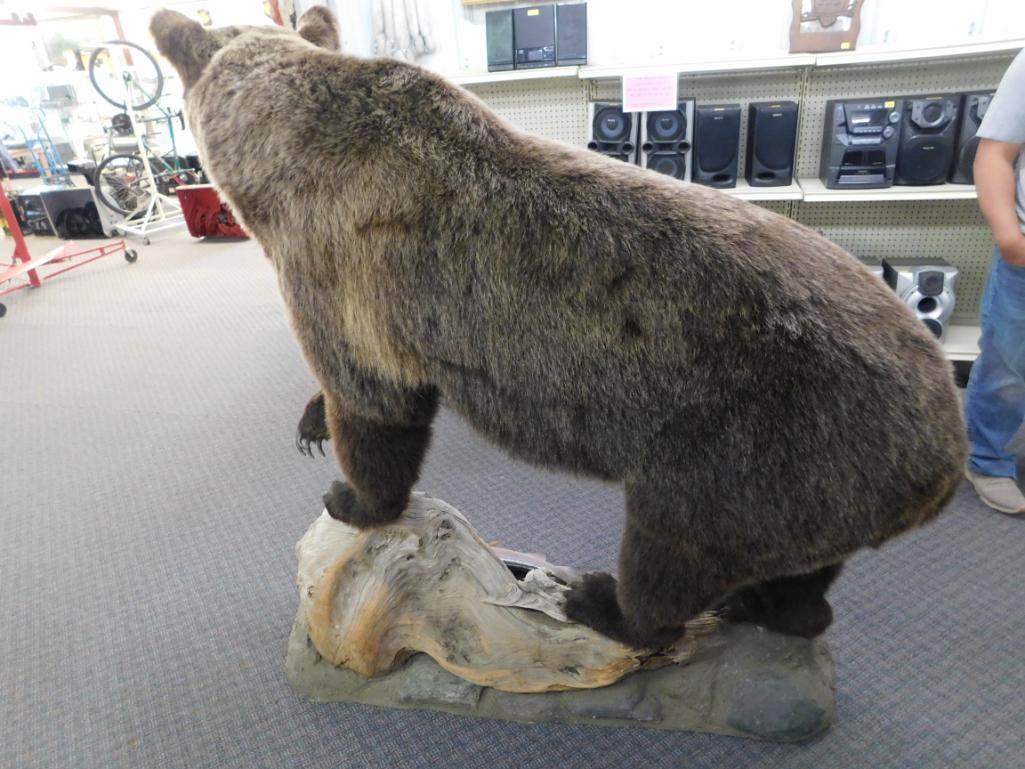 Canadian Grizzly Bear full body Mount