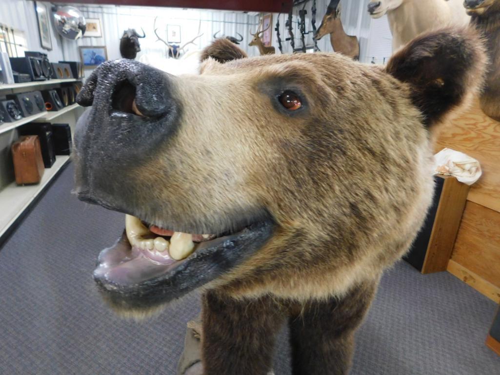 Canadian Grizzly Bear full body Mount