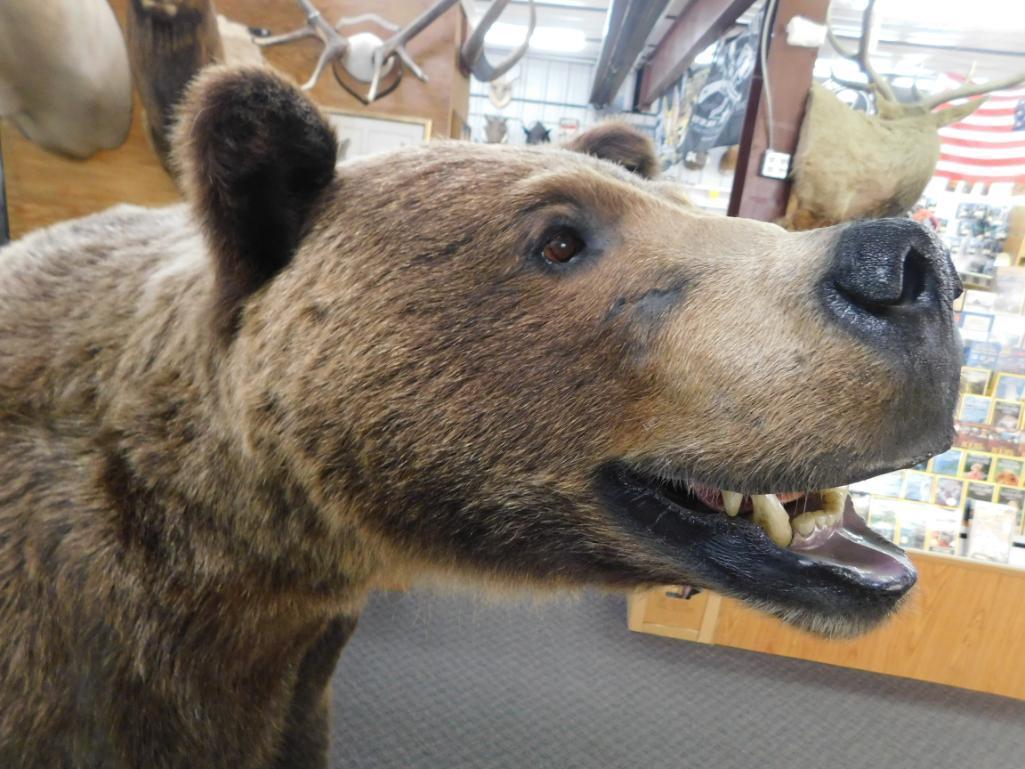 Canadian Grizzly Bear full body Mount