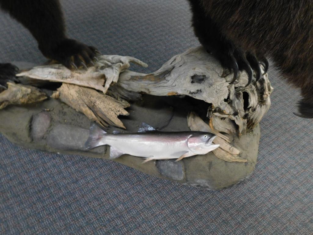 Canadian Grizzly Bear full body Mount