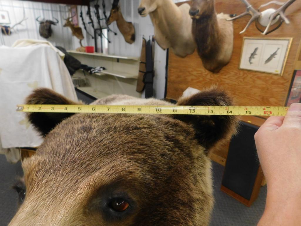 Canadian Grizzly Bear full body Mount