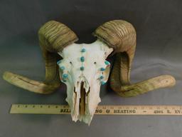 Turquoise nugget decorated Ram skull taxidermy