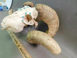 Turquoise nugget decorated Ram skull taxidermy