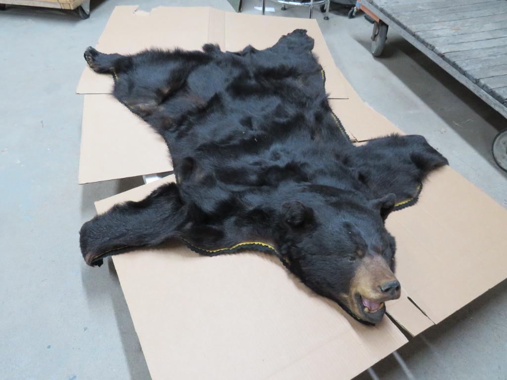 Black Bear Taxidermy Rug