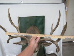 Mule Deer Mount Taxidermy