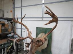 Caribou Shoulder Mount Taxidermy