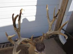 Awesome Bedded Mule Deer Taxidermy