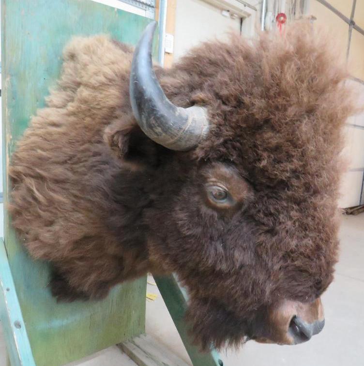 Bison Shoulder Mount Taxidermy