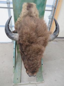 Bison Shoulder Mount Taxidermy