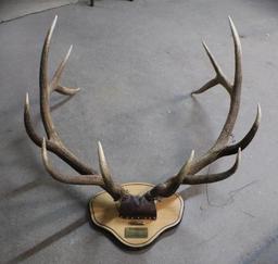 Massive Mounted 6x6 Elk Rack