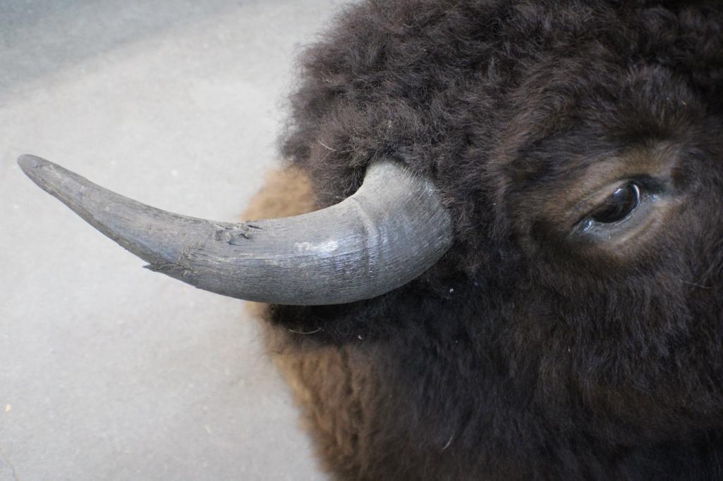 Bison Shoulder Mount Taxidermy and Hoof Rack