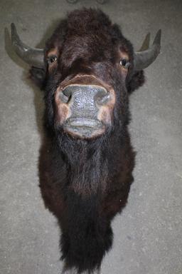 Bison Shoulder Mount Taxidermy and Hoof Rack