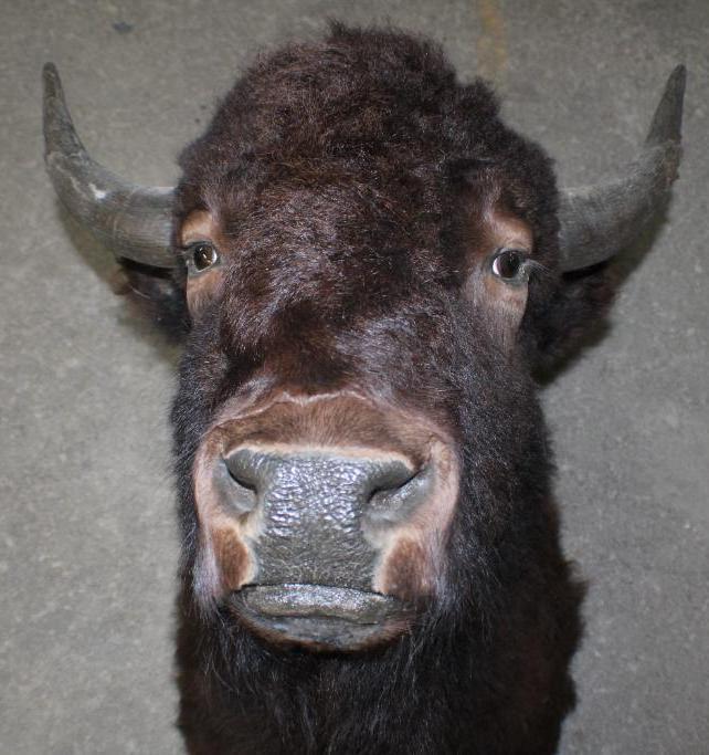 Bison Shoulder Mount Taxidermy and Hoof Rack