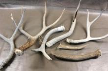 Selection of Shed Antlers
