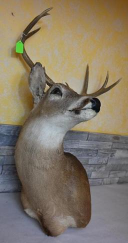 Six Point Mule Deer Mount with two Kickers