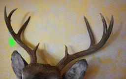 Six Point Mule Deer Mount with two Kickers