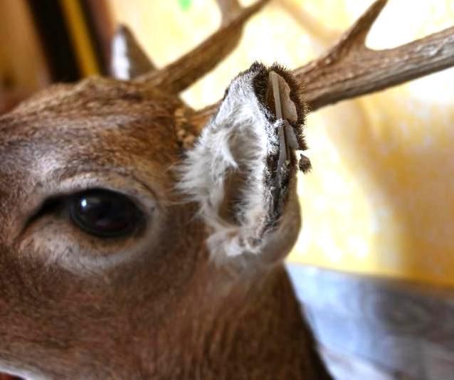 Six Point Mule Deer Mount with two Kickers