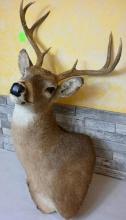 Six Point Mule Deer Mount with two Kickers