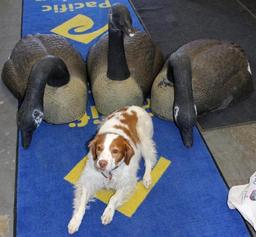 Three Carry Lite Magnum Canadian Goose Shell Decoys