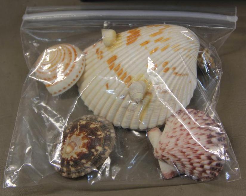 Sea Shell Collection and Metal File Box