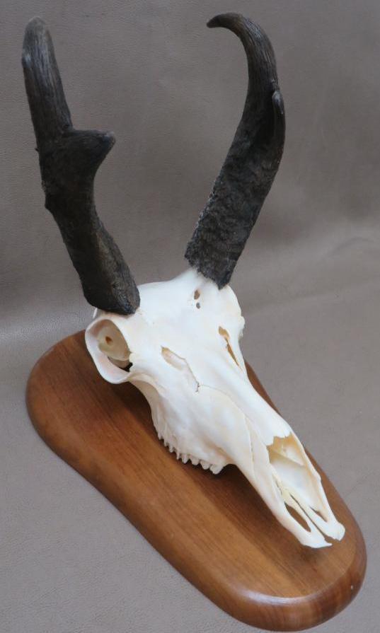 Pronghorn Antelope European Taxidermy Mount