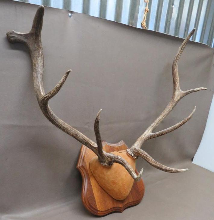 Bull Elk Antler Plaque Taxidermy